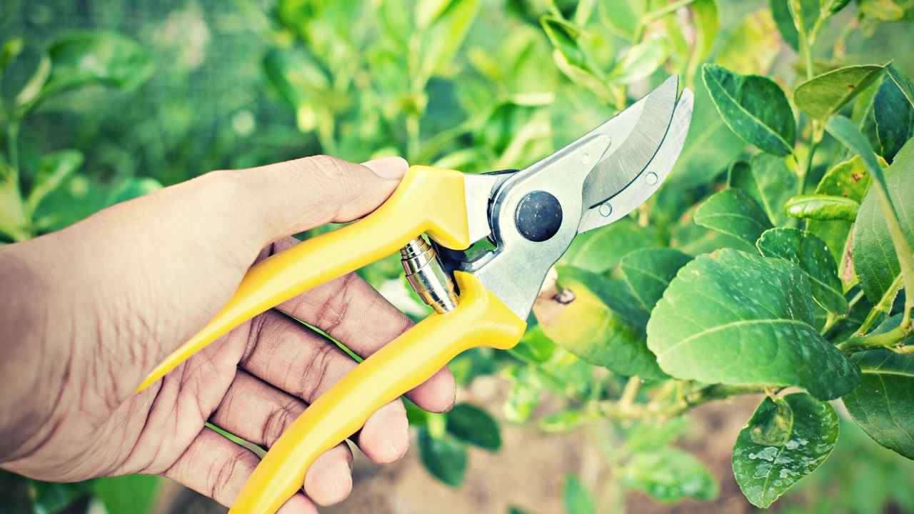 Best Hand Pruners For Small Hands In May Reviews And Buying