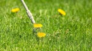 Best Broadleaf Weed Killer For Lawns Highly Effective Options