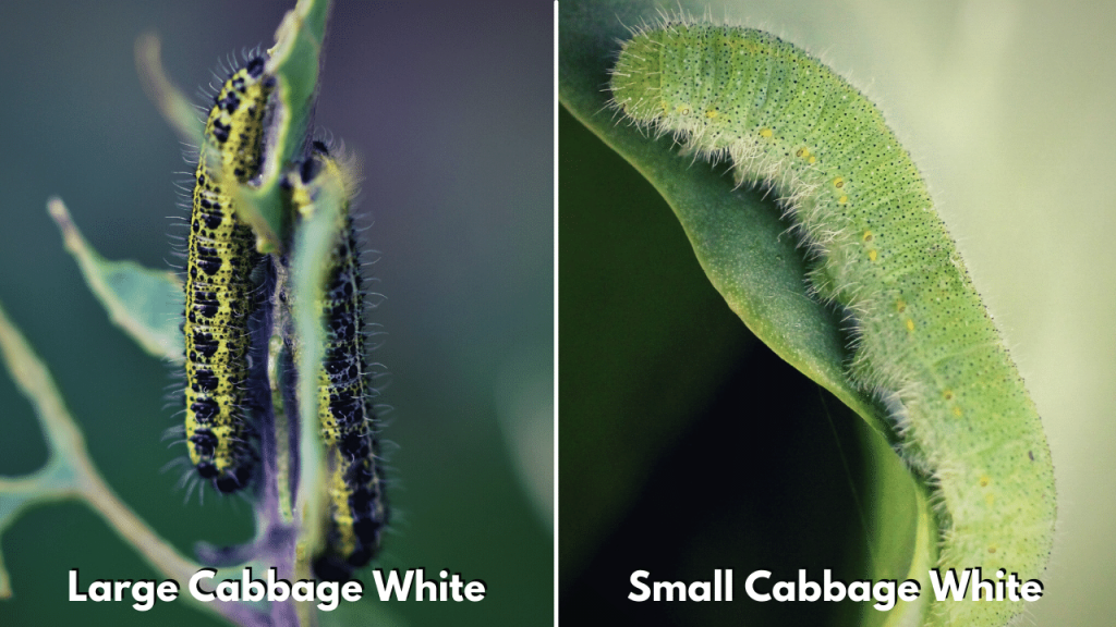 Cabbage White Caterpillar - Identification and Control