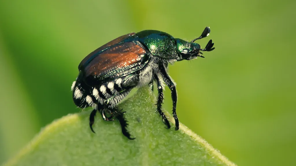 Japanese Beetle - Identification and Control