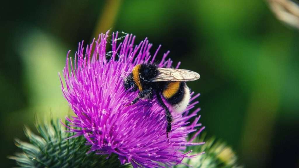 Pollinator Garden - Bumblebee