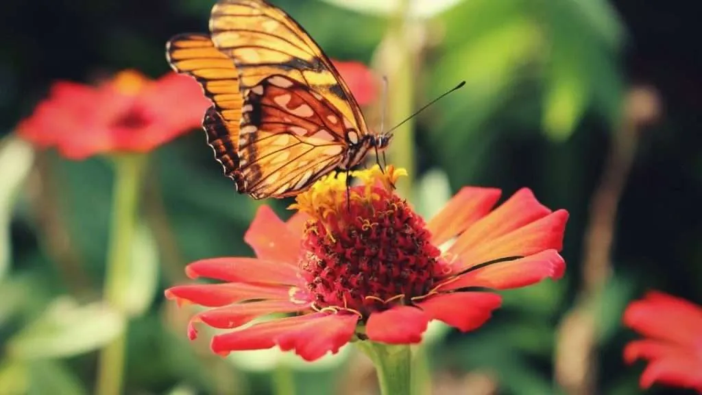 Pollinator Garden - Butterfly