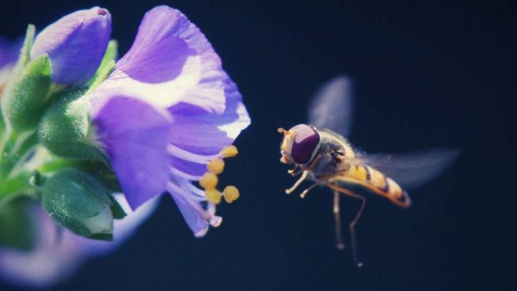 Pollinator Garden - Hoverfly