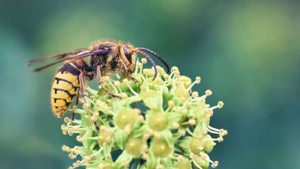 Pollinator Garden - Wasp