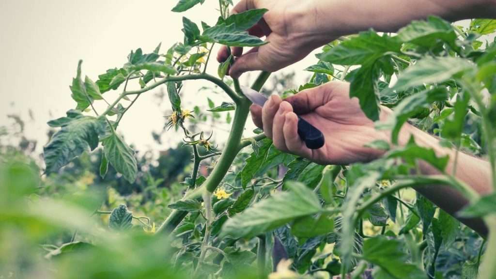 Pruning a Tomato Plant - How to Prune Tomatoes