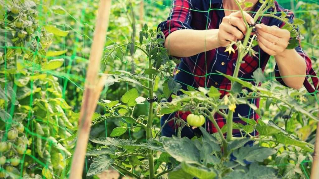 Pruning a Tomato Plant - Tips to Train Tomato Plants