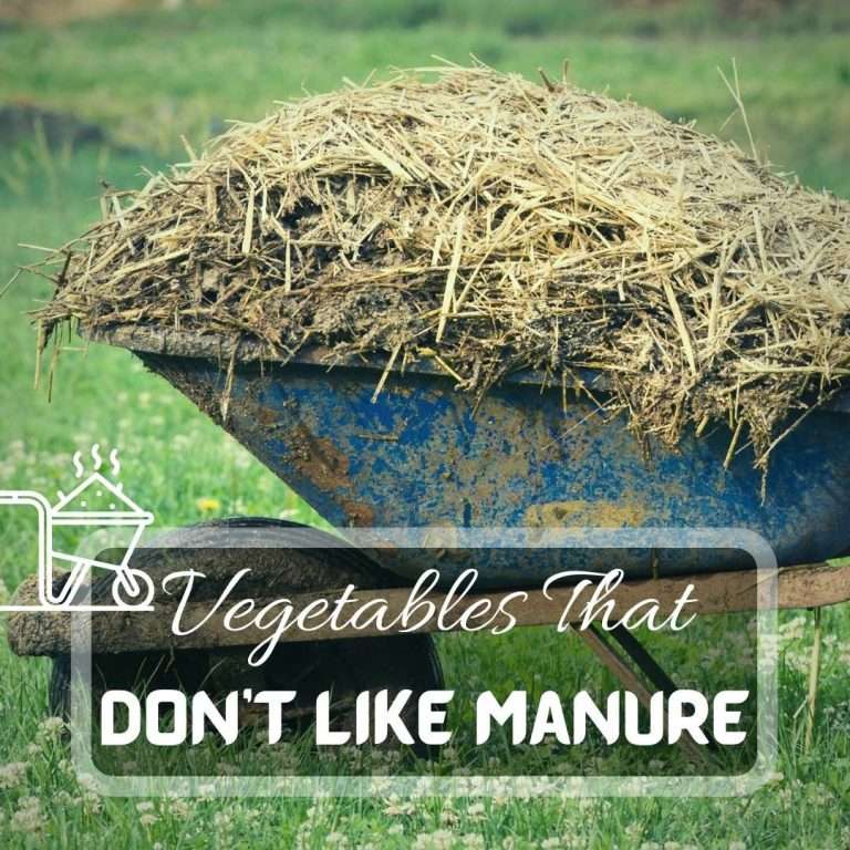 What Vegetables Do Not Like Manure image