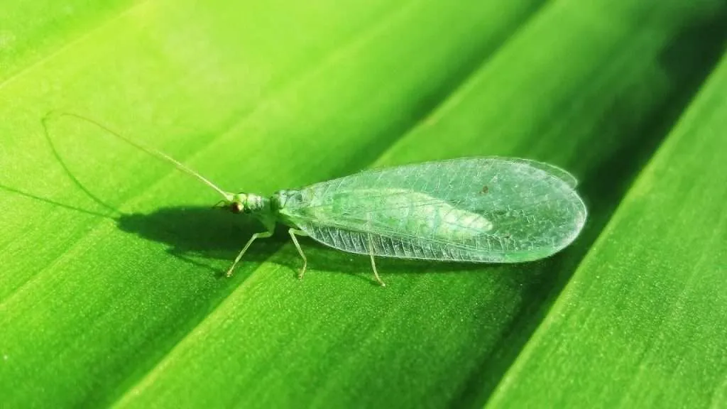 Adult Green Lacewing