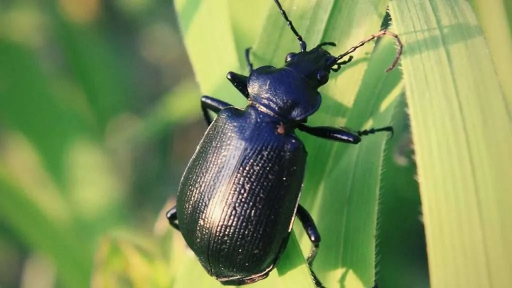 Adult Ground Beetle