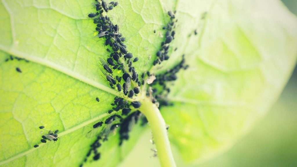 Destructive Garden Pests - Aphids