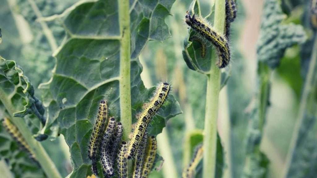 Destructive Garden Pests - Cabbage White Caterpillars