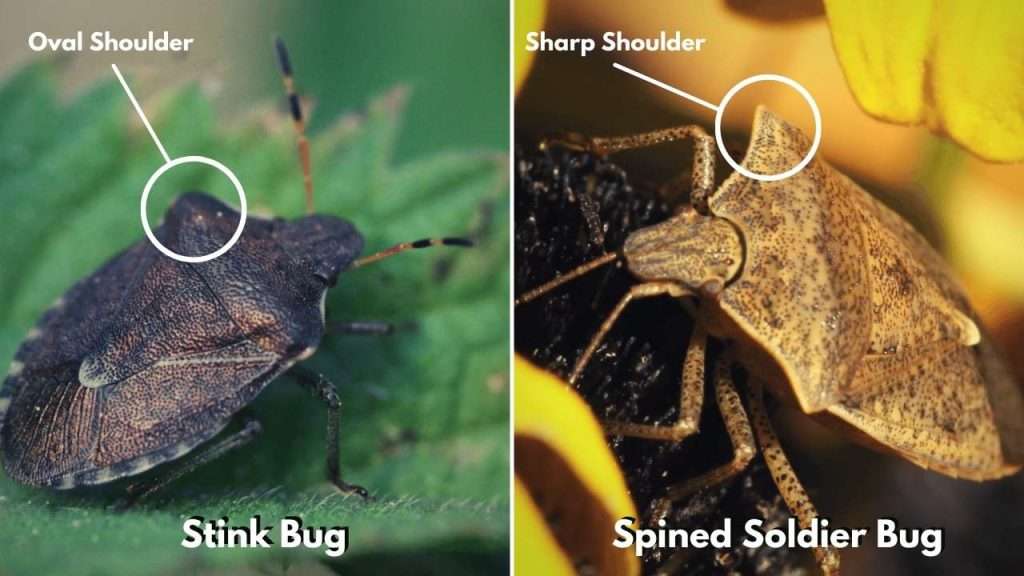 Destructive Garden Pests - Stink Bug vs. Spined Soldier Bug