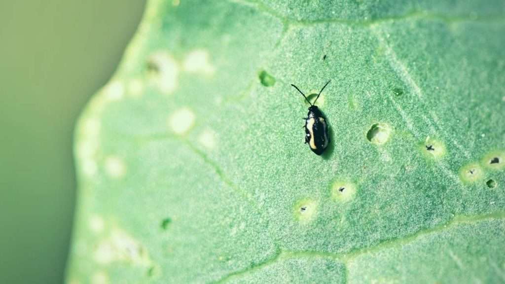 Flea Beetle on a leaf – Identify and Control