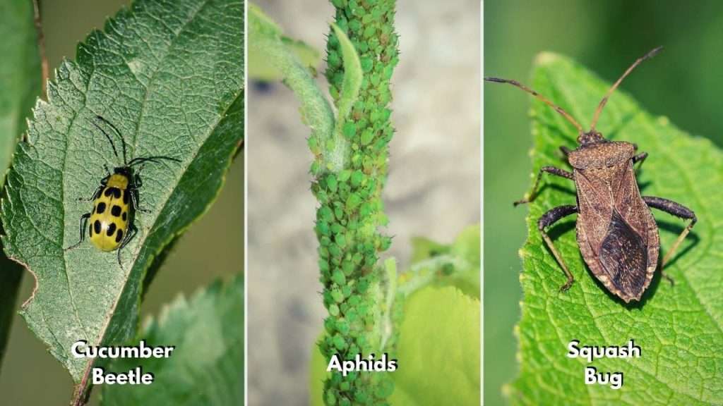 How To Grow Cucumbers – Cucumber Pests and Their Control (cucumber beetle, aphids, and squash bug)
