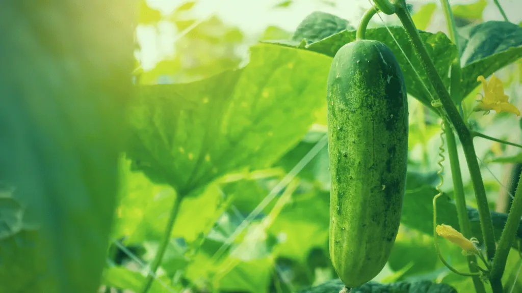 How To Grow Cucumbers – Easy Step By Step Guide (6 Steps)