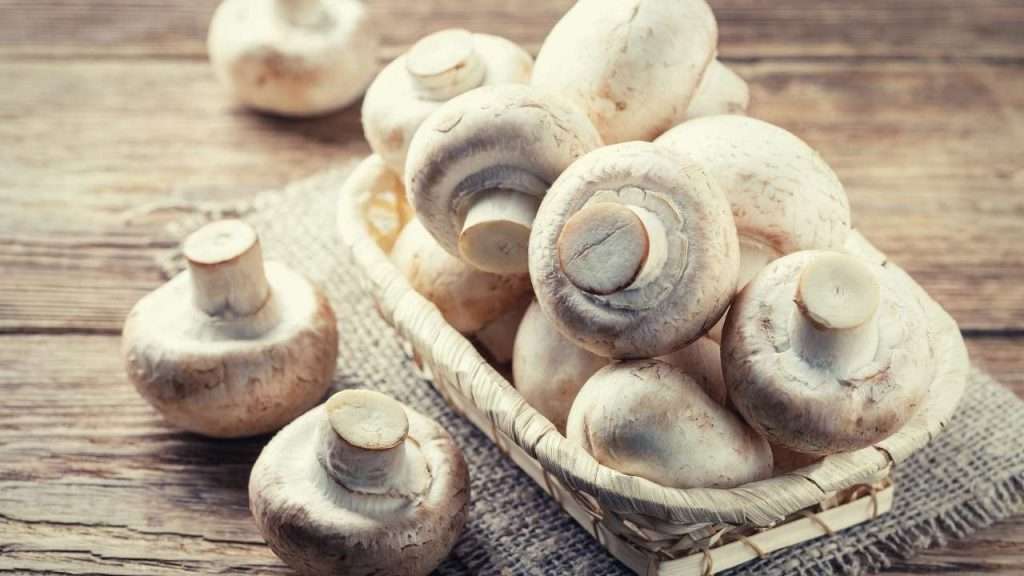 How To Grow Mushrooms – Easy Step By Step Guide (6 Steps)