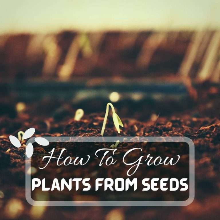 How To Grow Plants From Seeds Step By Step, Ultimate Guide