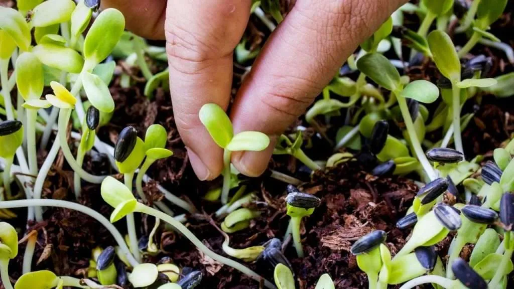 How To Grow Plants From Seeds Step By Step – Spacing Out