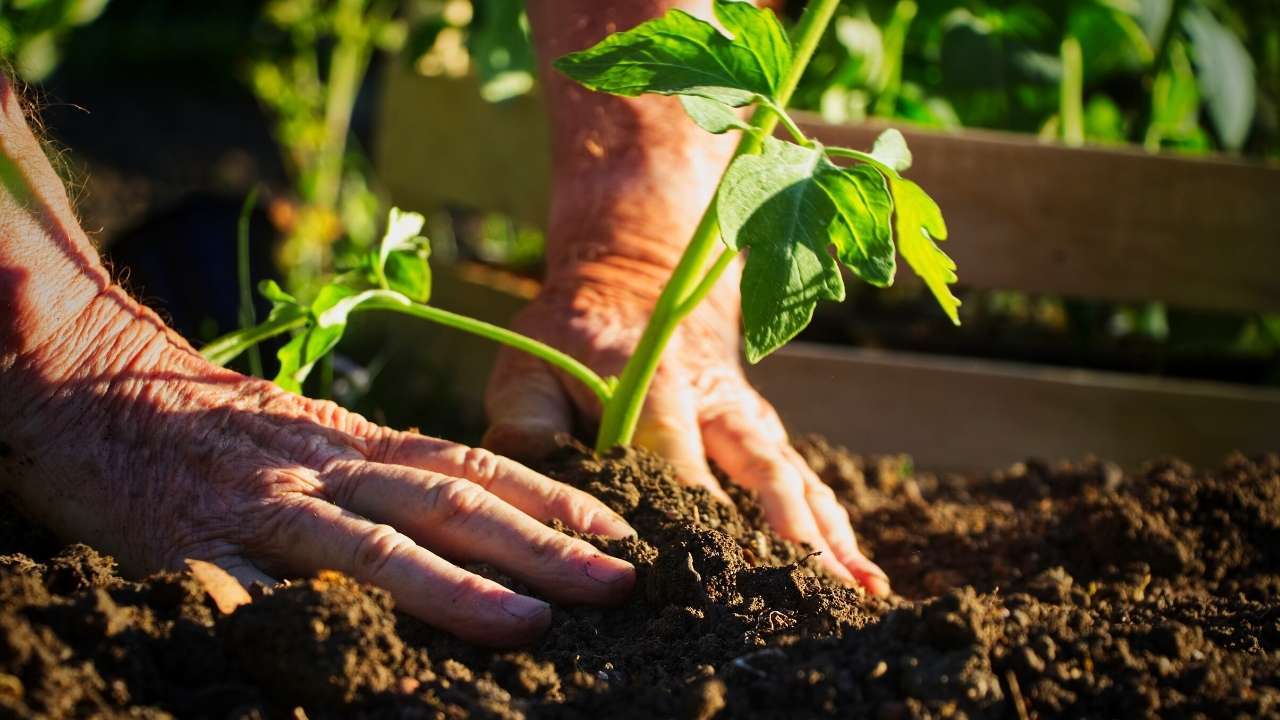How To Grow Plants From Seeds Step By Step – Transplanting Outside