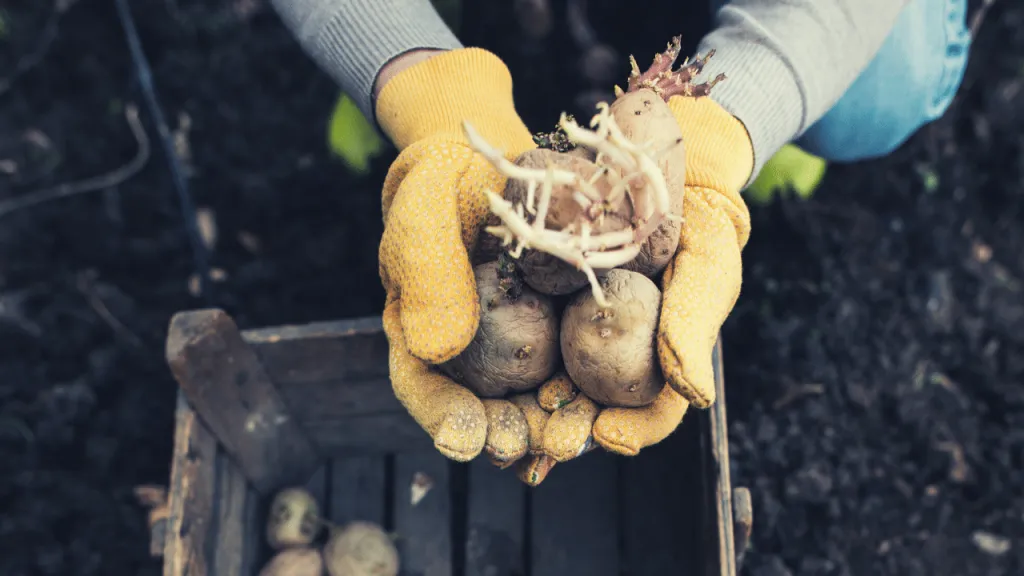 How To Grow Potatoes. Getting Potato Seeds
