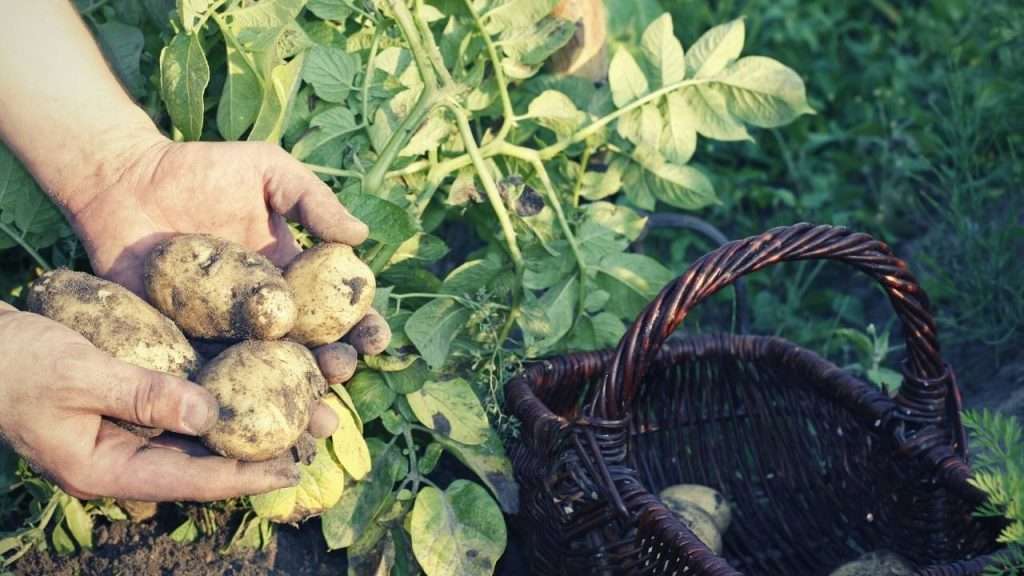How To Grow Potatoes. Harvesting Potatoes