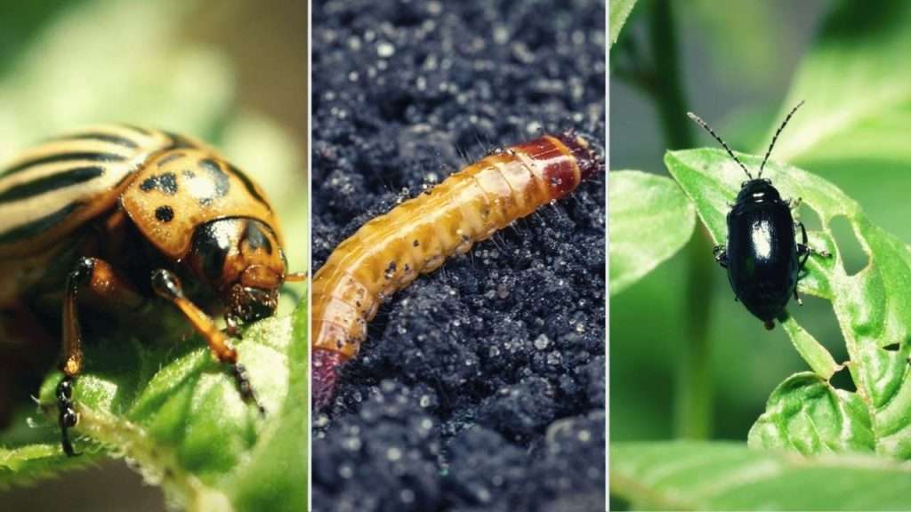 How To Grow Potatoes. Potato Pests and Their Control