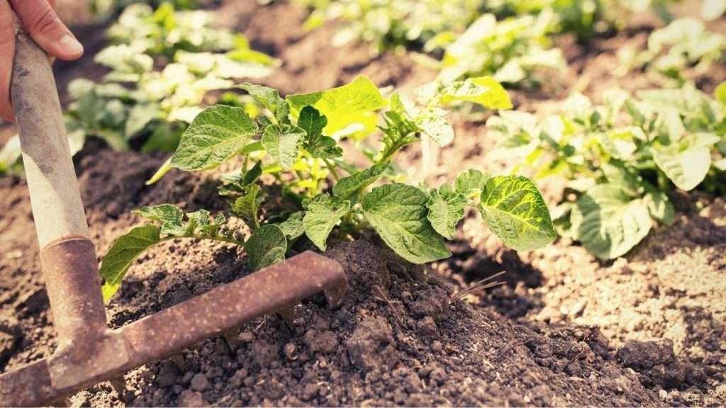 How To Grow Potatoes. Potato Plant Hilling