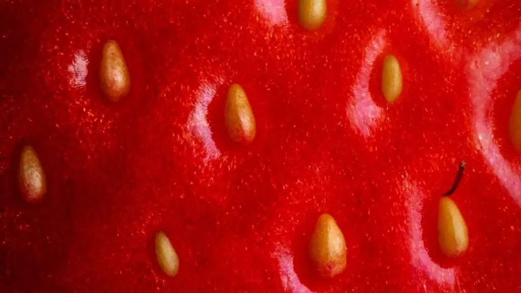 How to Collect Strawberry Seeds