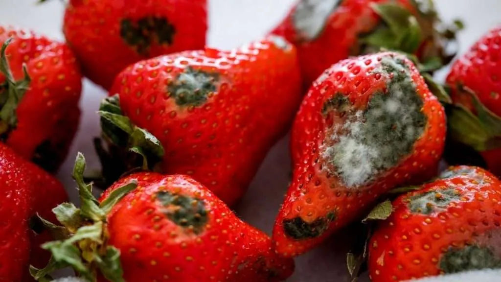 Strawberry Diseases and their Control - Gray Mold (Botrytis)
