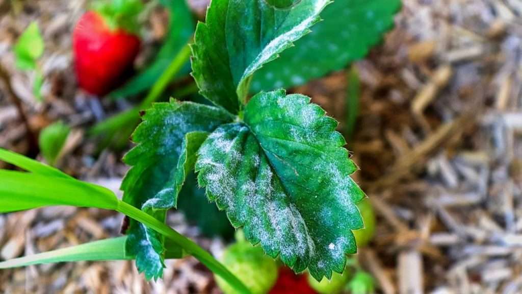 Strawberry Diseases and their Control - Powdery Mildew