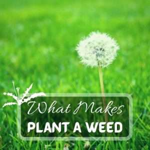 What Makes A Plant A Weed. How To Get Rid Of Weeds Naturally. Not all weeds are bad future
