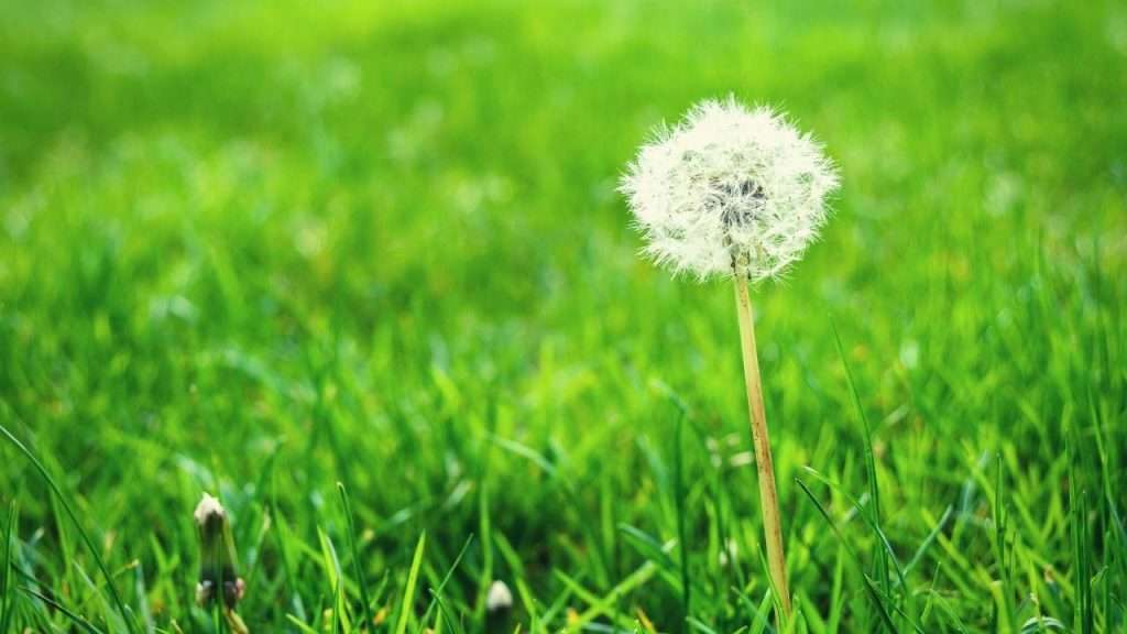 What Makes A Plant A Weed. Dandelion in the lawn
