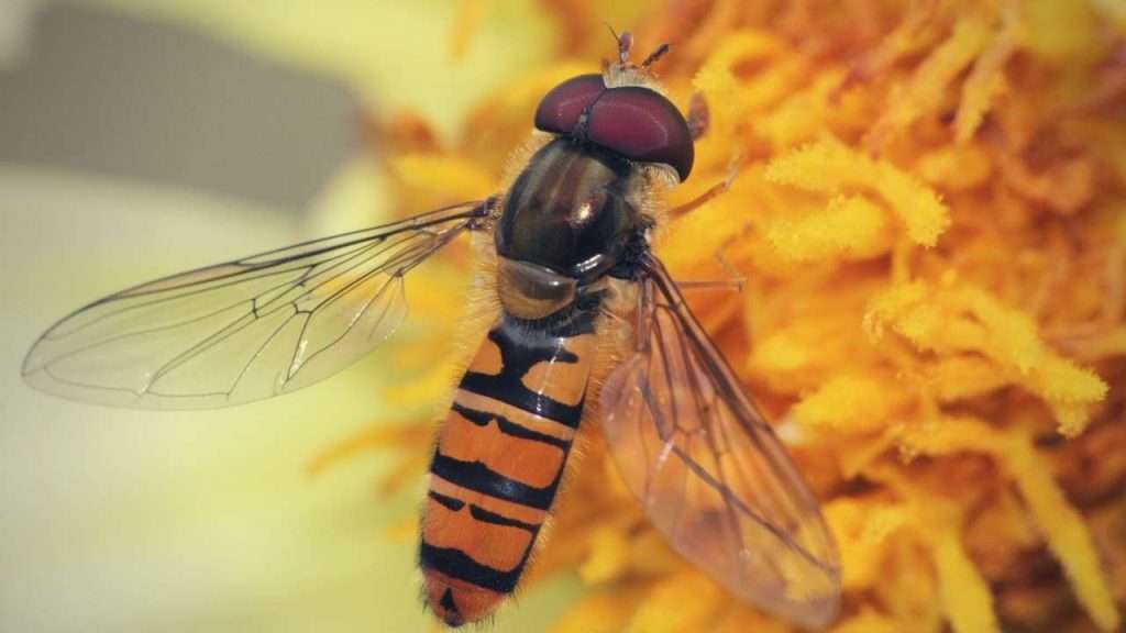 Hoverfly Adult