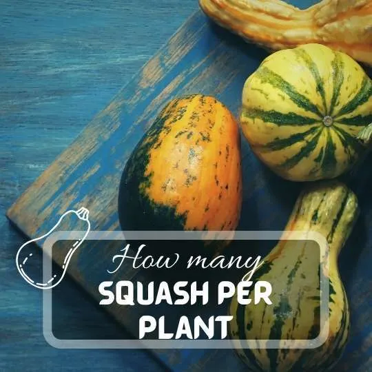 How Many Butternut Squash Per Plant Can You Get