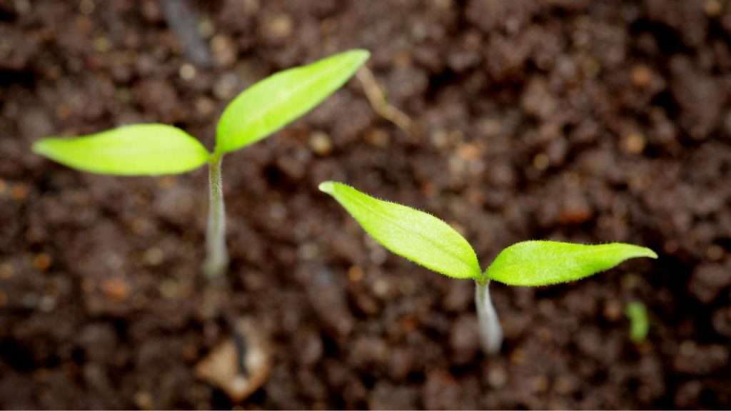 How to Grow Tomatoes - Caring for Tomato Seedlings