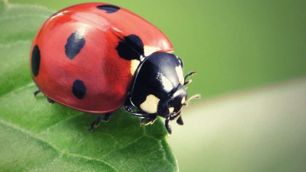 Ladybugs - Best Way to Keep Garden Pests Under Control