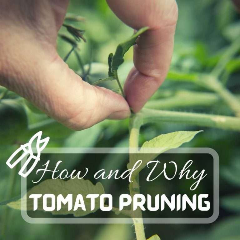 Pruning A Tomato Plant, 6 Easy Steps. How and Why Answered