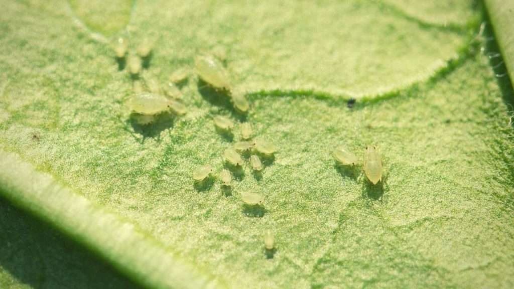 8 Reasons Green Bean Plants Turning Yellow - Pests