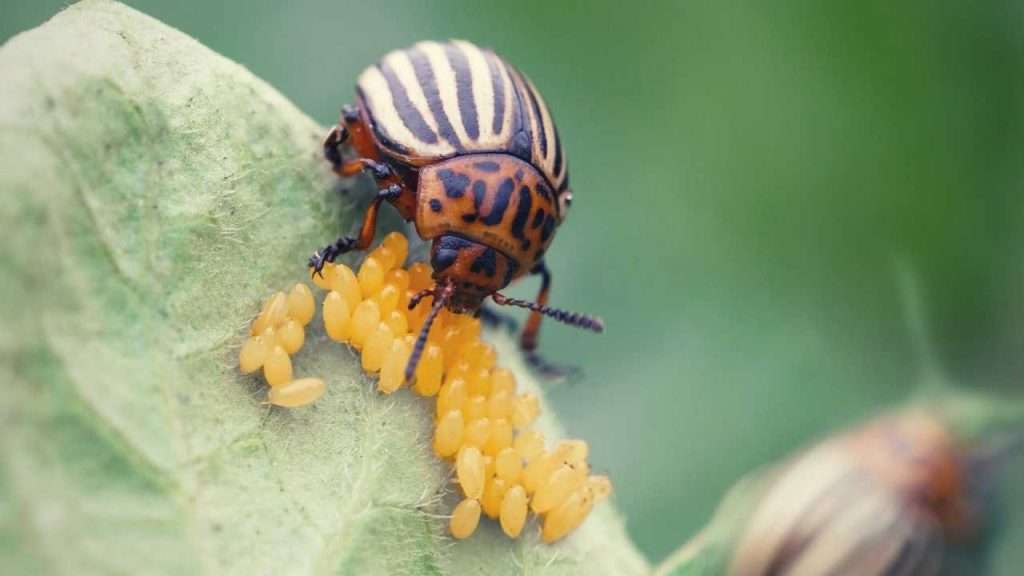 Colorado Potato Beetle - Identify and Control
