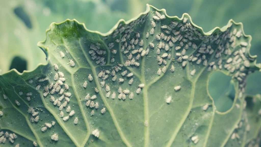 Whiteflies – Identify and Control