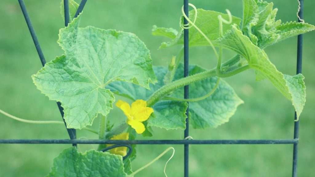 How To Increase Female Flowers In Cucumbers - Give Cucumber Plants Some Space