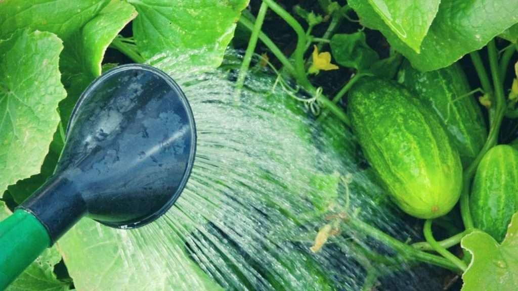 How To Increase Female Flowers In Cucumbers - Water Cucumber Plants Frequently