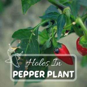 What Is Eating Holes In My Pepper Plant Leaves and How To Get Rid Of Them. Futured