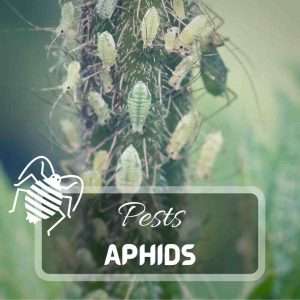 Aphids – Identification and Control