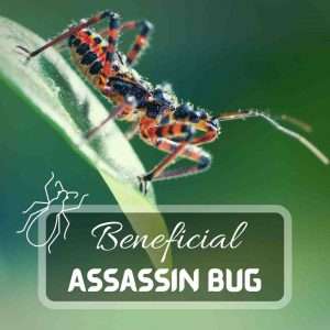 Beneficial Assassin Bug – Great and Dangerous Partner for Your Garden