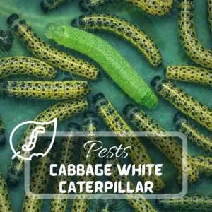 Cabbage White Caterpillar – Identification and Control