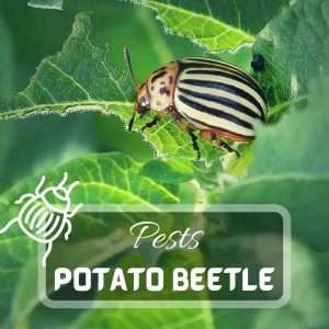 Colorado Potato Beetle – Identification and Control