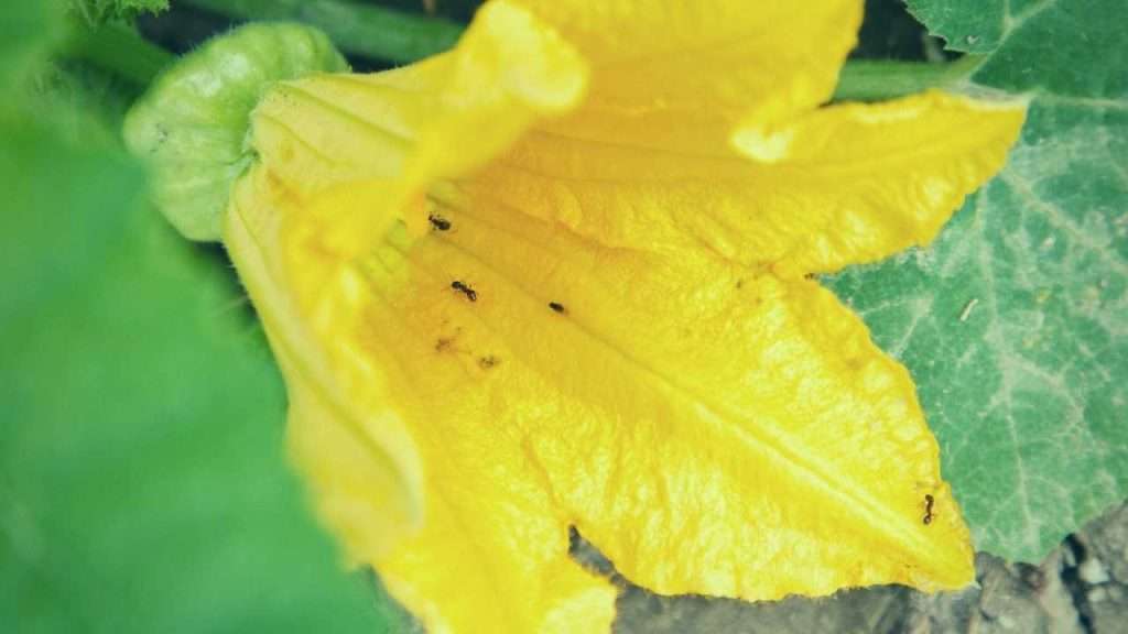 Damage Caused By Ants On Zucchini Plants