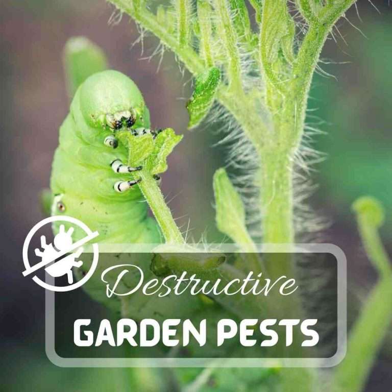 Destructive Garden Pests – Identify & Control