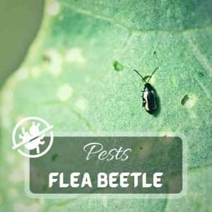 Flea Beetle – Identification and Control